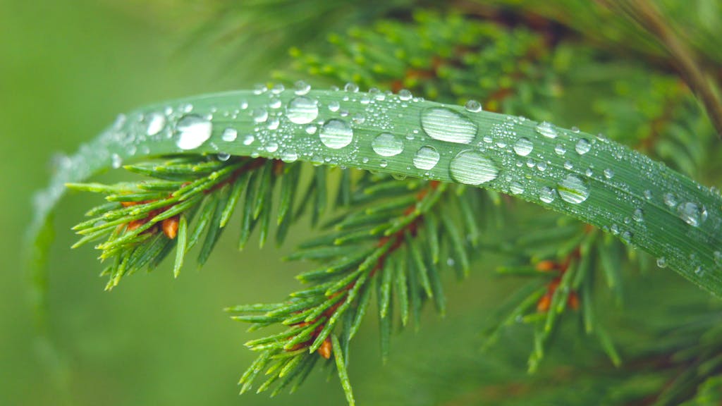 Macro shot capturing dewdrops on evergreen foliage and grass blade, showcasing nature's freshness.